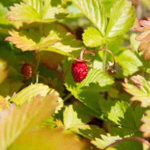 Golden Alexandria Strawberry, Alpine Strawberry, Wild Strawberry, Woodland Strawberry