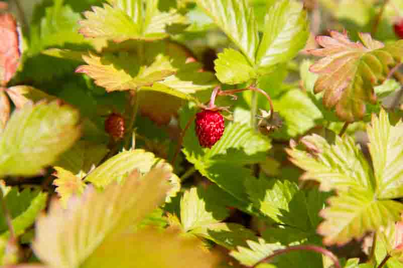 Fragaria vesca 'Golden Alexandria' (Wild Strawberry)