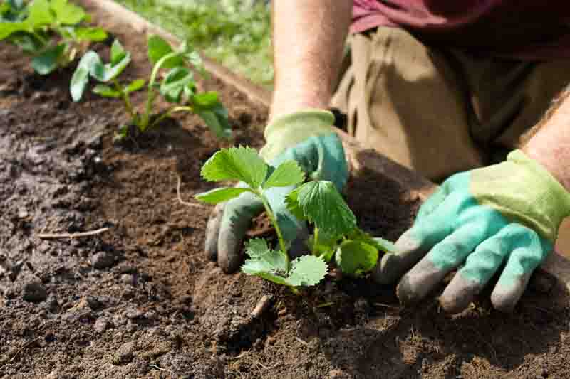 Planting Srawberries, Strawberries