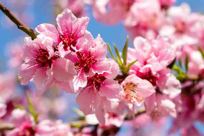 Donut Peach, Saturn Peach, Peach, Peaches, Peach Tree, Peach Blossom, Prunus persica