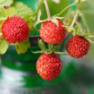Mignonette Strawberry, Alpine Strawberry, Wild Strawberry, Woodland Strawberry