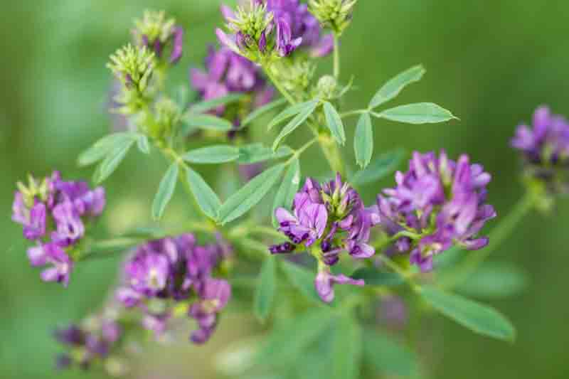 Alfalfa, Alfalfa Plant, Lucerne, Purple Medick, Medic, Snail Clover, Yellow Alfalfa, Luzerne
