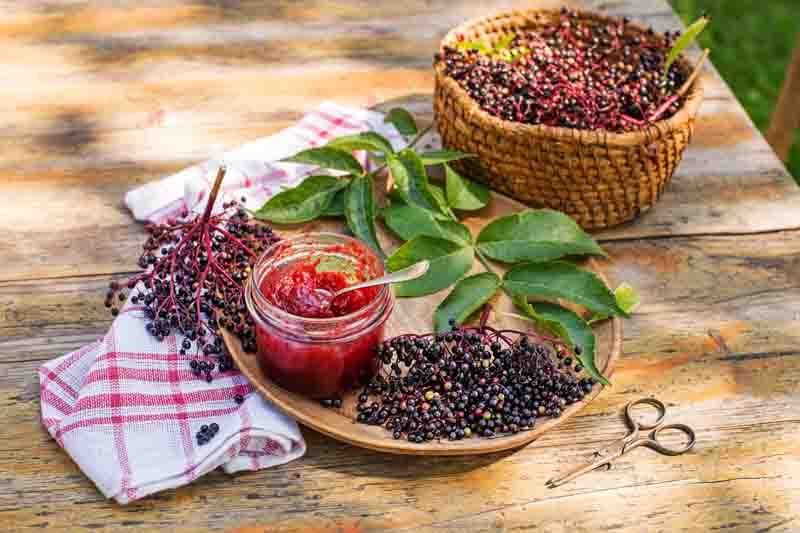 Different Sambucus elderberry species in flower and fruit