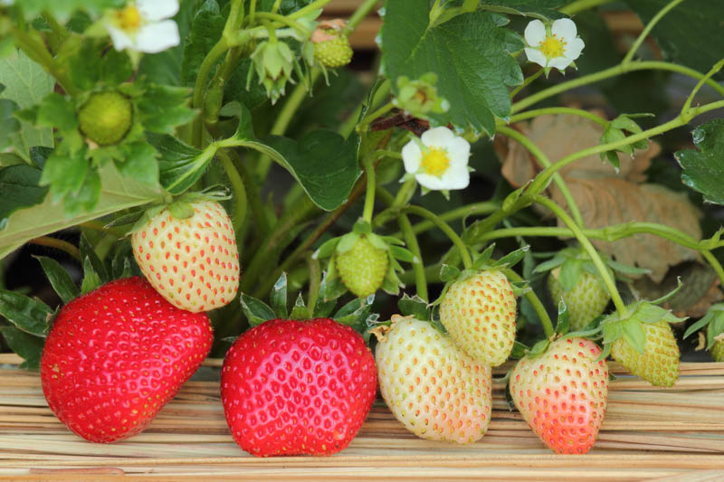 Strawberry, Strawberries, Strawberry plant, Fragaria x ananassa