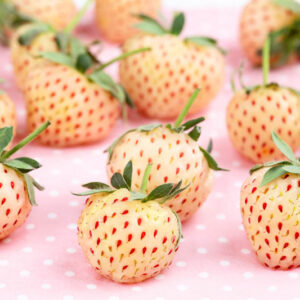 Pineberry, Pineberries, White Strawberries, Fragaria x ananassa