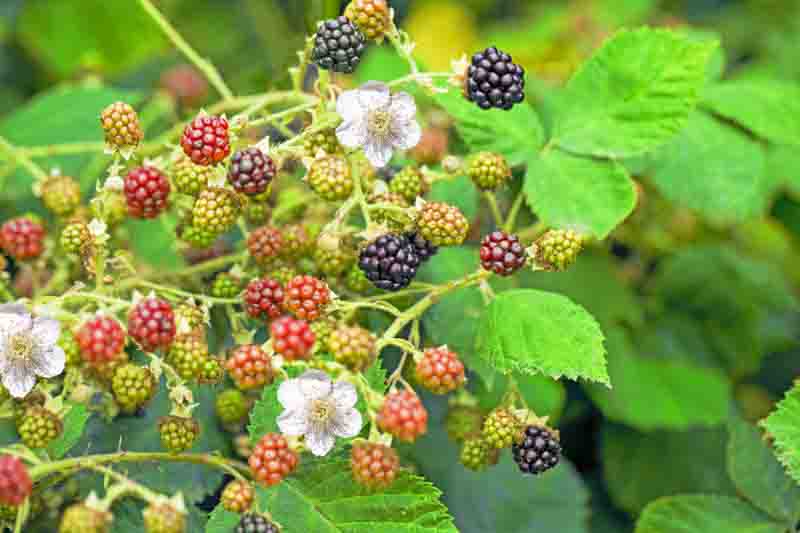 Rubus fruticosa, Blackberries and flowers on the plant