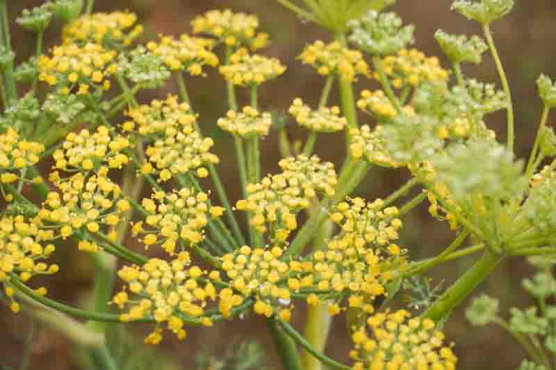 Fennel Flowers, Foeniculum vulgare
