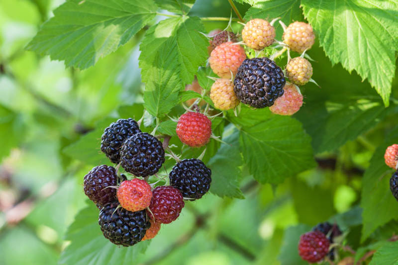 Black raspberry harvest and storage, Rubus occidentalis