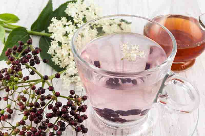 Flat elderflower panicles in peak bloom and fully ripe deep-purple elderberry clusters on the same shrub