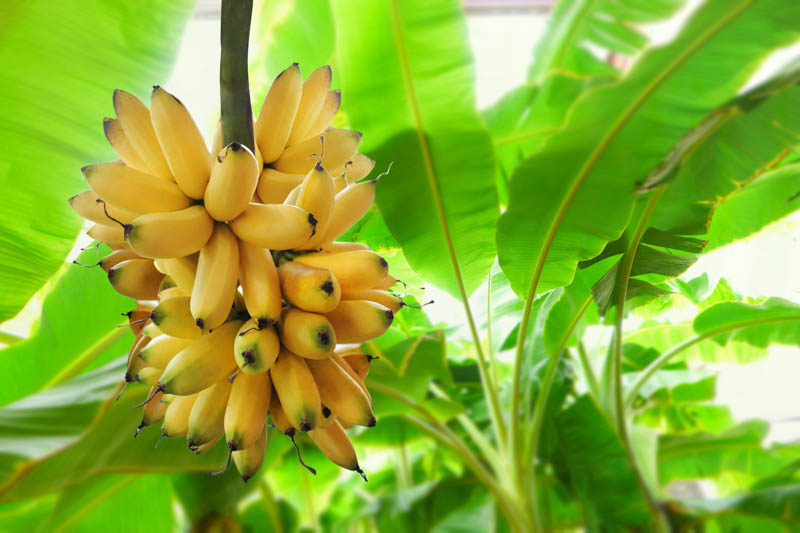 Banana cross section showing three chambers