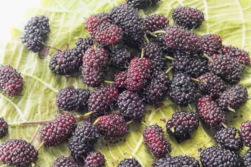 Rubus fruticosa, Blackberries on a rustic wooden table