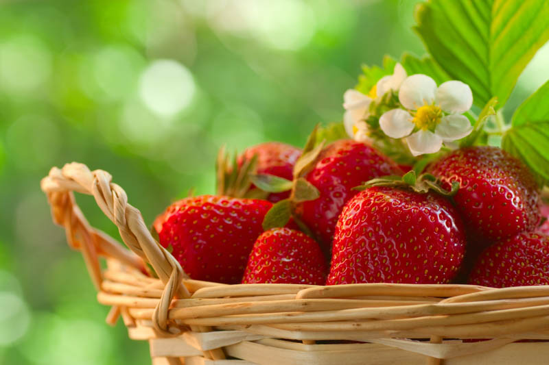 Assorted strawberry types growing in a garden bed (Fragaria × ananassa and F. vesca)