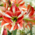 Amaryllis, Drought tolerant bulbs, Drought tolerant plants