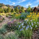 A Low-Water Prairie Garden with Blue and Gold Flowers. Linum lewisii, Ratibida columnifera, Dalea purpurea, Bouteloua gracilis