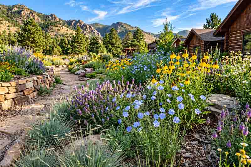 A Low-Water Prairie Garden with Blue and Gold Flowers. Linum lewisii, Ratibida columnifera, Dalea purpurea, Bouteloua gracilis