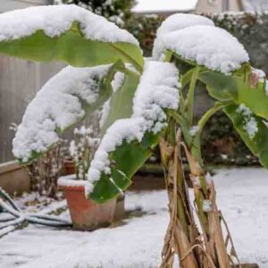 Banana Tree Killed by Frost, Freeze