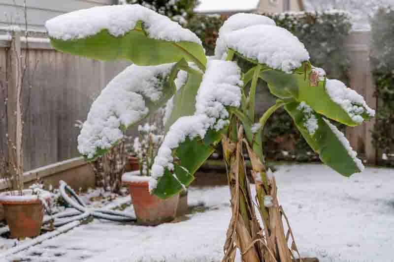 Can Bananas Survive Your Winter? A Zone-by-Zone Guide