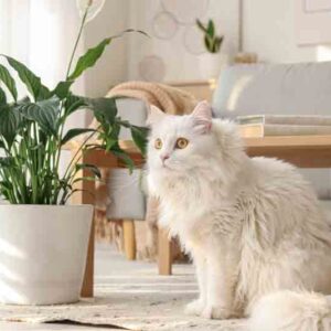 Cat near a peace lily plant in the living room