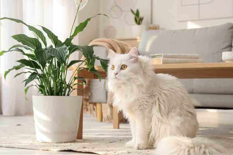 Peace lily plant on a shelf above a cat's reach