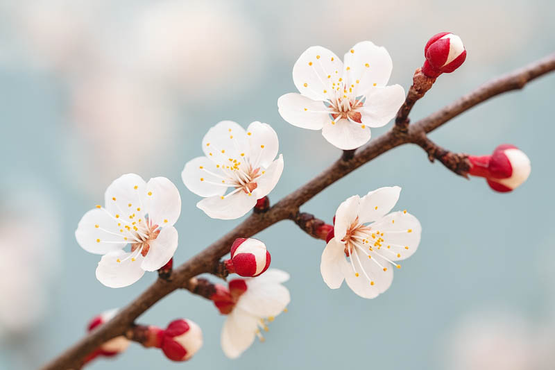 Apricot Flowers, Apricot, Apricots, Apricot seeds, Apricot kernels, Prunus armeniaca