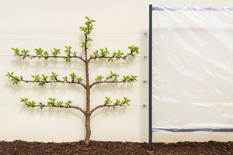 Apricot winter cover to protect against late frosts