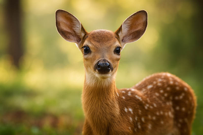 White-tailed deer browsing near ornamental plants
