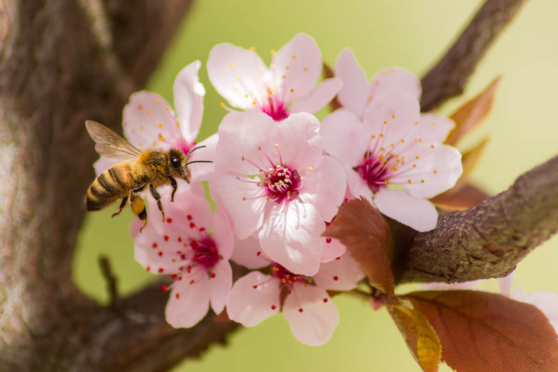 Bee and cherry plum flowers, Cherry plum pollination