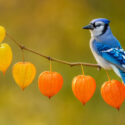 Tomatillo, Chinese Lantern, Ground Cherry, Gooseberry, Physalis,