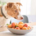 Dog looking at a bowl of apricots on the table