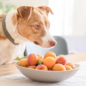 Dog looking at a bowl of apricots on the table