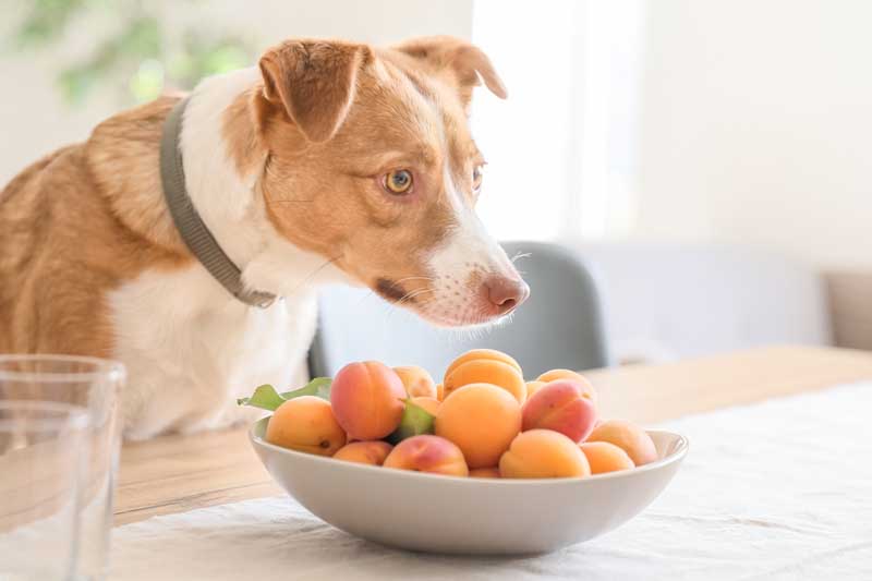 Dog looking at a bowl of apricots on the table