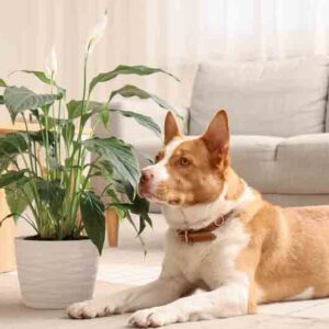 Dog near a peace lily plant in the living room