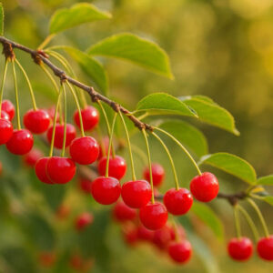 Early Richmond Tart cherry, Early Richmond Tart cherries, Early Richmond Sour cherry, Early Richmond Sour cherries, Prunus cerasus Early Richmond