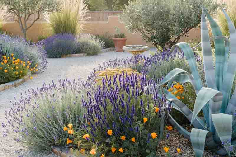 Drought, Drought tolerant shrubs, Drought tolerant flowers, Drought tolerant groundcover