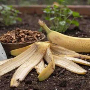 Banana Peel Tea, Banana Tea, Banana Peel Fertilizer
