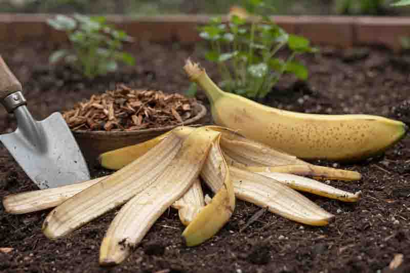Banana peels headed to compost bin