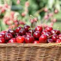 Fresh cherries in a basket