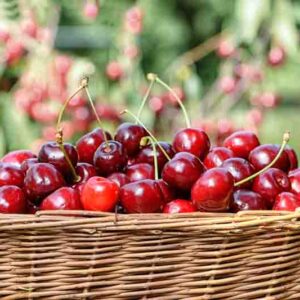 Fresh cherries in a basket