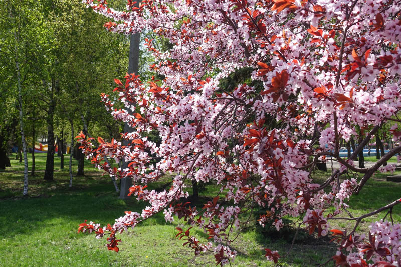 Cherry Plum, Mirabelle, Myrobalan Plum, Purple Leaf Flowering Plum, Purple Leaf Plum, Prunus cerasifera