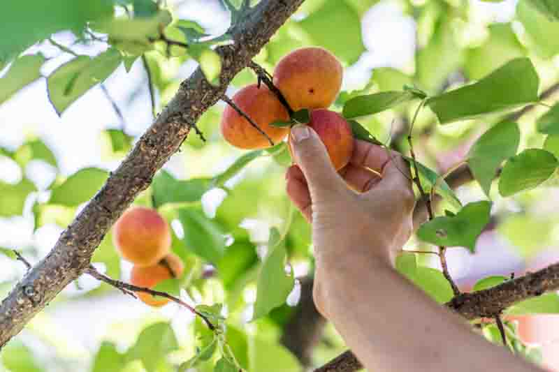 Harvesting of apricots. Woman's hand pick a ripe apricot from a tree branch.
