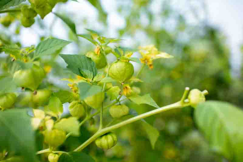 Tomatillo, Ground cherry, Husk Tomato, Jamberries, Mexican Green Tomato, Physalis philadelphica,