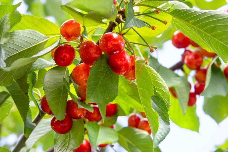 Sweet cherry tree in bloom and fruit