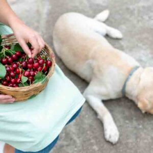 Can dogs eat cherries, dog and basket of cherries