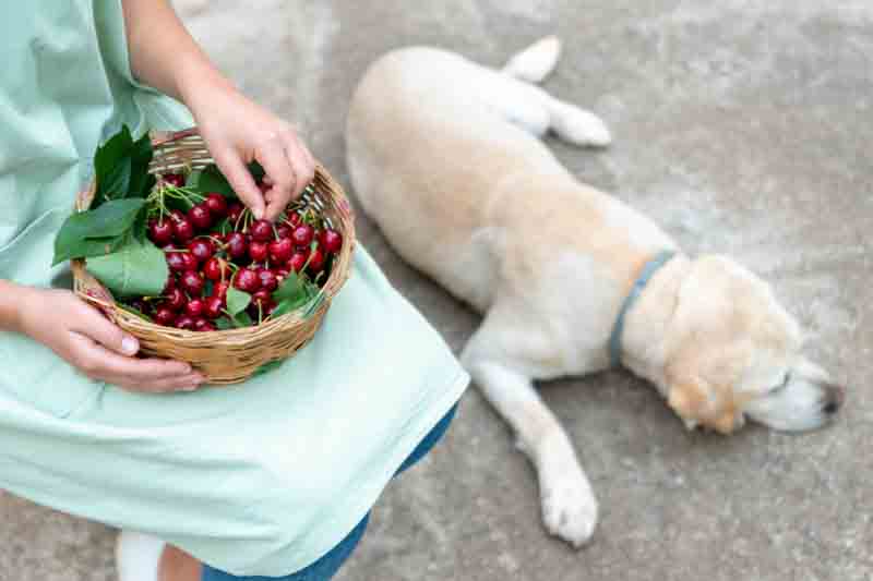 Can dogs eat cherries, dog and basket of cherries