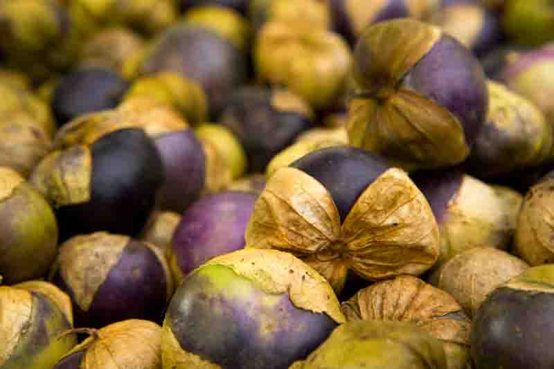 Tomatillo, Ground cherry, Husk Tomato, Jamberries, Mexican Green Tomato, Physalis philadelphica,