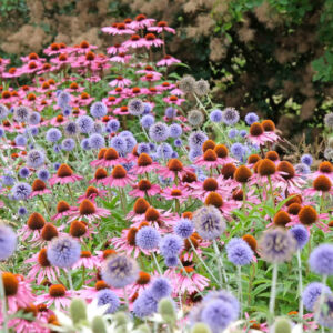 Drought, Drought tolerant plants, Drought tolerant flowers, Drought tolerant perennias, Echinacea, Globe Thistle