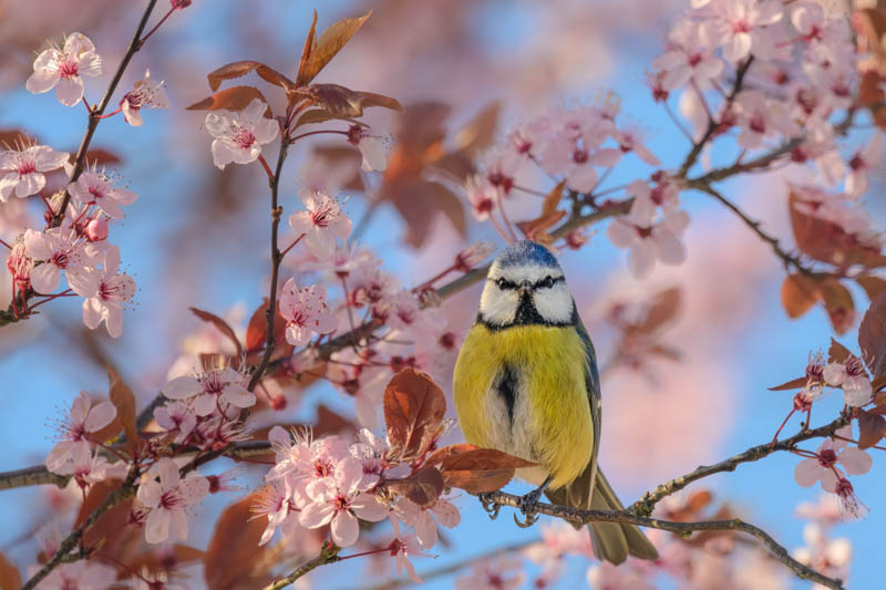 Cherry plum blossoms and purple leaves in spring