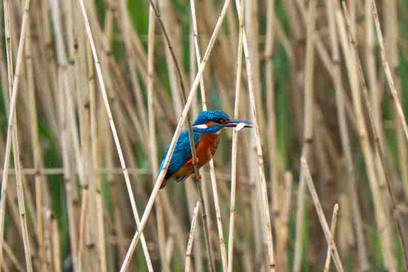 Kingfisher Perched in a Reedbed Having Caught a Fish
