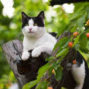 black and white cat on a tree and cherries
