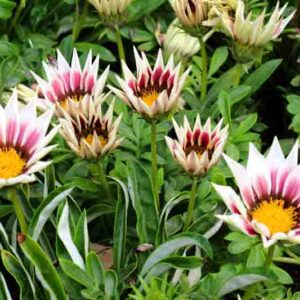Gazania is blooming in the flower garden in the garden